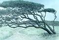 Oak Island Tree